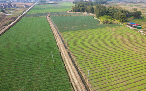 这是一场将要改变广东蔬菜产业的大会