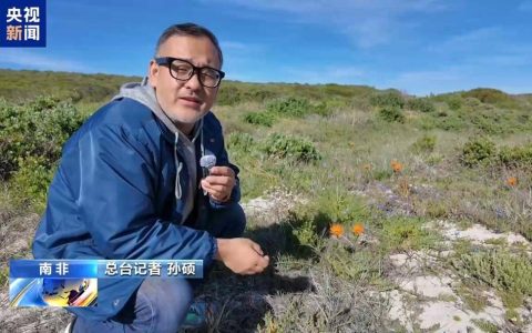 冬季降雨后 南非西海岸半荒漠变身“沙漠花海”