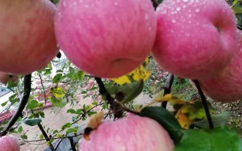 发展乡镇经济 “苹果第一镇”赤城镇的苹果加工机遇