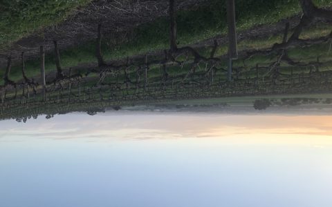 南澳金锤带你走进不一样的新世界葡萄酒产区