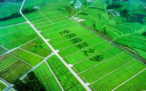 看涪陵榨菜集团如何引领菜农书写“青菜头致富经”