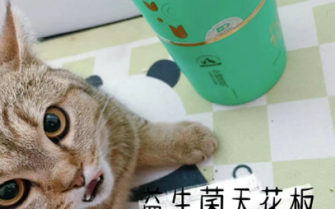玻璃胃小猫咪的家庭 小宠千亿益生菌可不能少