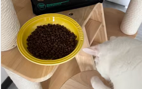 小宠益生菌粮治好了猫咪拉稀！！我爱