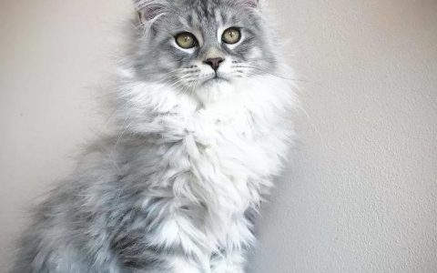 中宠网:养一只缅因猫是一种什么样的体验?