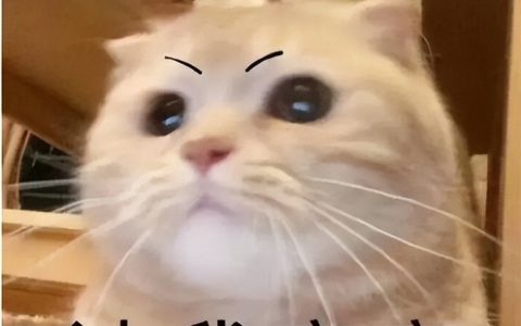 武侠游戏新纪元？《掌门》离奇开场，双人五年匠心独运，解锁无限骚操作！