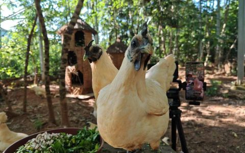 懂农业爱农村会直播　浙江江山培育“新农人”出新招