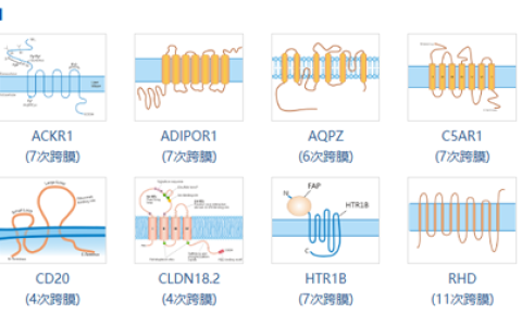 武汉华美生物（CUSABIO）跨膜蛋白技术平台：助力跨膜蛋白药物研发