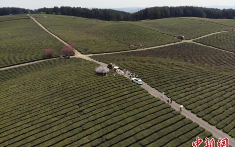 航拍贵州羊艾茶场秀色如画