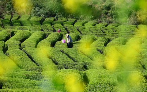 湖北秭归：清明时节茶飘香