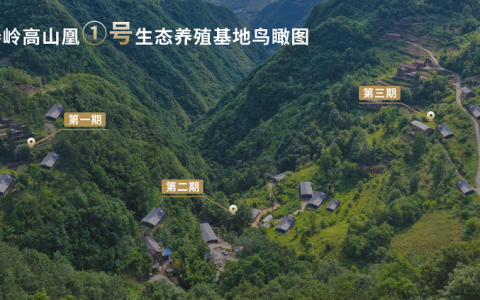 深耕秦岭生态沃土 秦岭高山凰打造高端高山土鸡产业新标杆