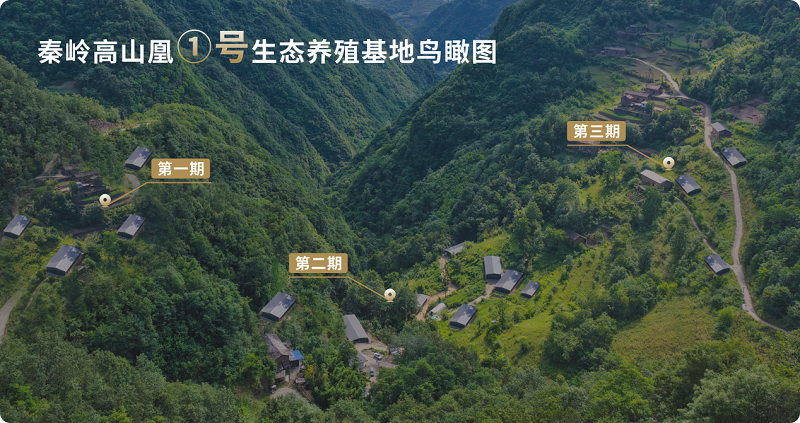 深耕秦岭生态沃土 秦岭高山凰打造高端高山土鸡产业新标杆