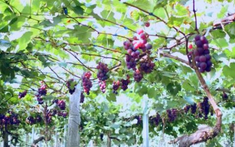 山野好葡通销路 云端助农促共富