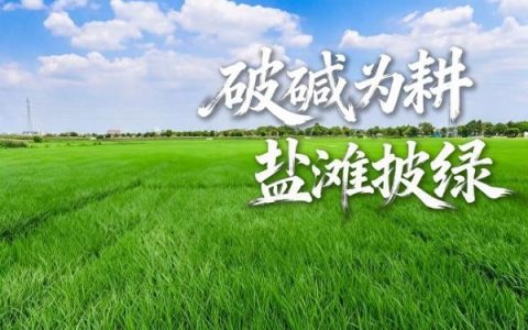 “两山”染绿黄河岸|破碱为耕麦浪涌，盐滩披绿稻菽香